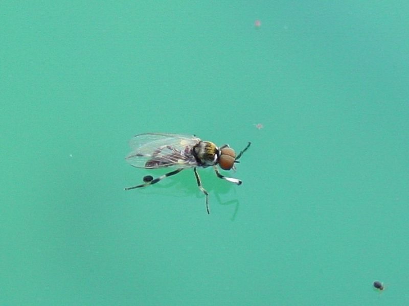 little fly; DISPLAY FULL IMAGE.