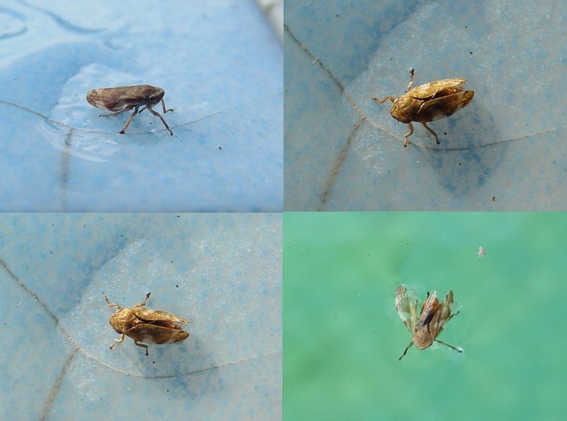 rare fly?; DISPLAY FULL IMAGE.