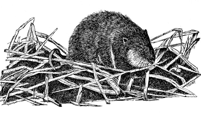 [Drawing] Common Muskrat (Ondatra zibethicus) {!--사향쥐(麝香-)-->; DISPLAY FULL IMAGE.