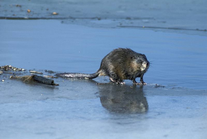 Common Muskrat (Ondatra zibethicus) {!--사향쥐(麝香-)-->; DISPLAY FULL IMAGE.