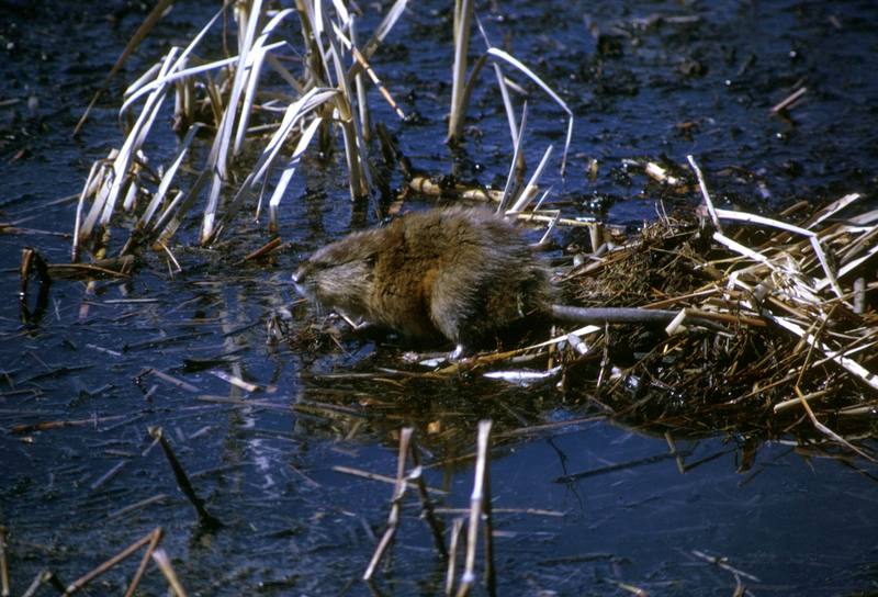 Common Muskrat (Ondatra zibethicus) {!--사향쥐(麝香-)-->; DISPLAY FULL IMAGE.