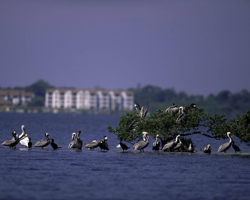 Pelican & Cormorant mixed flock - Pelican Island National Wildlife Refuge, Florida; DISPLAY FULL IMAGE.