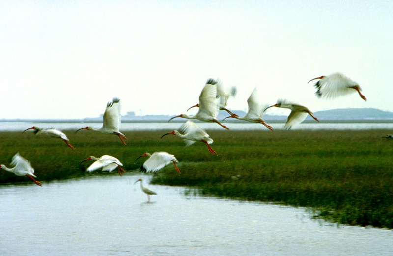 American White Ibis flock in flight (Eudocimus albus) {!--흰따오기-->; DISPLAY FULL IMAGE.