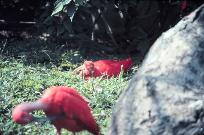 Scarlet Ibis (Eudocimus ruber) {!--붉은따오기(홍따오기)-->; DISPLAY FULL IMAGE.