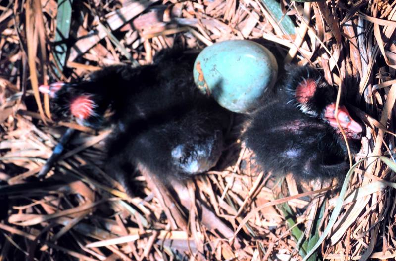 American White Ibis chicks & egg (Eudocimus albus) {!--흰따오기-->; DISPLAY FULL IMAGE.