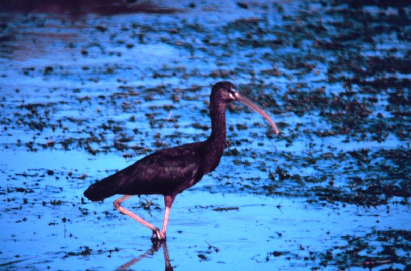 Glossy Ibis (Plegadis falcinellus) {!--보라따오기(낫부리따오기)-->; DISPLAY FULL IMAGE.