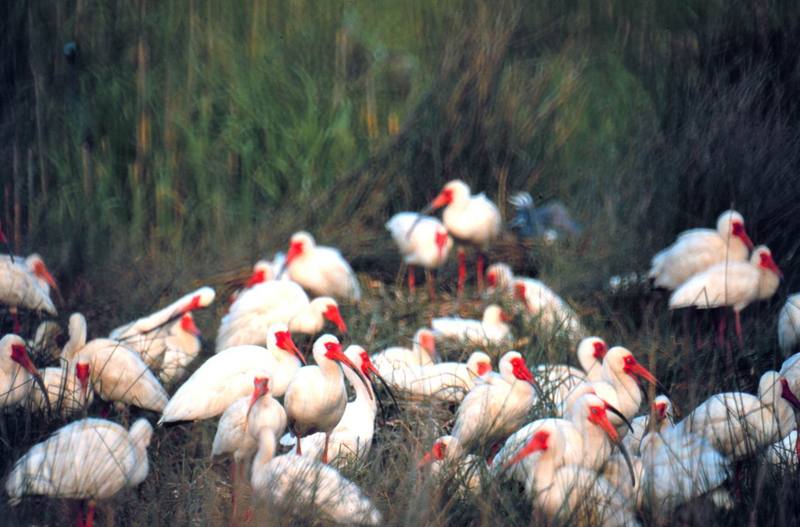 American White Ibis flock (Eudocimus albus) {!--흰따오기-->; DISPLAY FULL IMAGE.