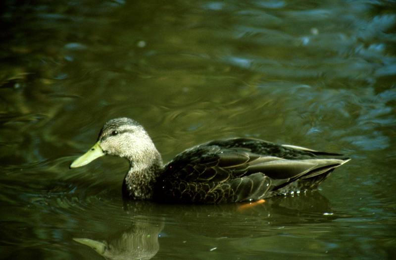 Pacific Black Duck (Anas superciliosa) {!--호주회색오리-->; DISPLAY FULL IMAGE.