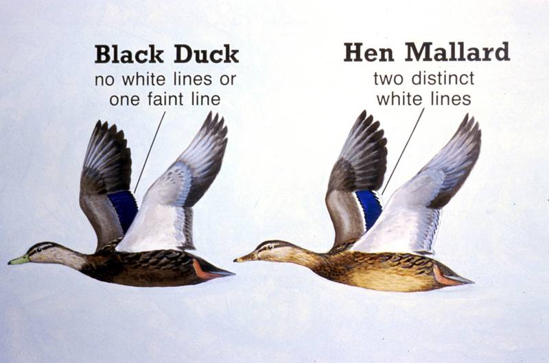 Black Duck and Hen Mallard Characteristics Comparison Diagram; DISPLAY FULL IMAGE.