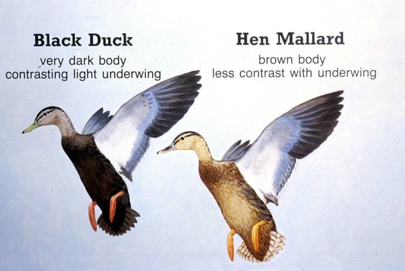 Black Duck and Hen Mallard Characteristics Comparison Diagram; DISPLAY FULL IMAGE.