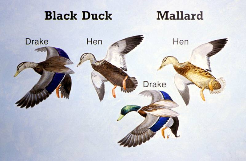 Black Duck and Hen Mallard Characteristics Comparison Diagram; DISPLAY FULL IMAGE.