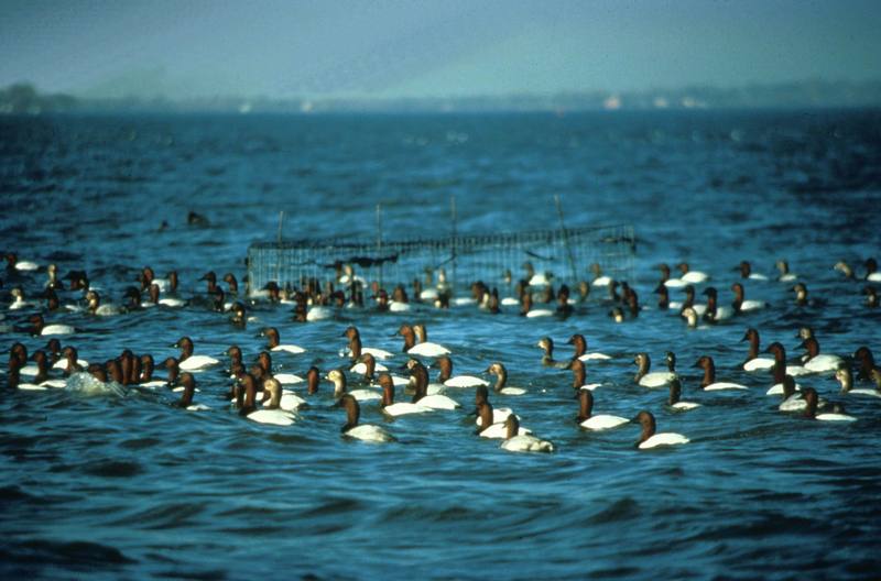 Canvasback flock (Aythya valisineria) {!--큰흰죽지-->; DISPLAY FULL IMAGE.