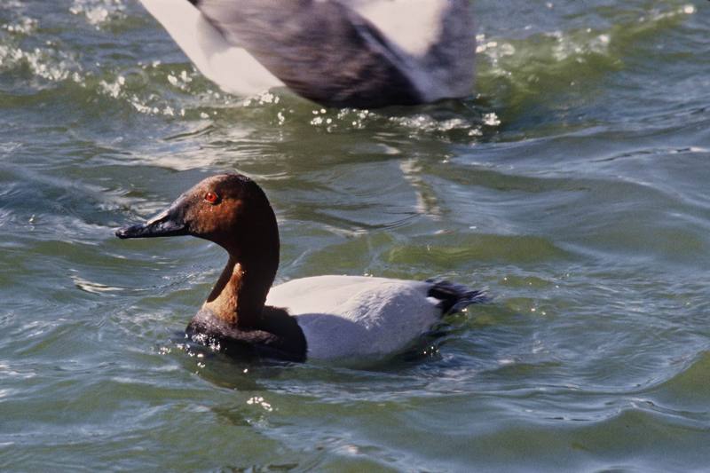 Canvasback (Aythya valisineria) {!--큰흰죽지-->; DISPLAY FULL IMAGE.