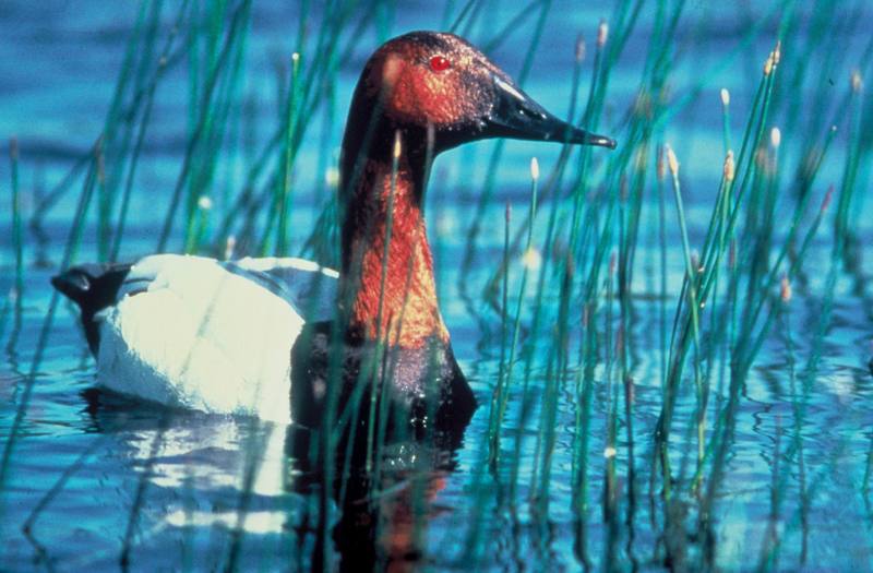 Canvasback (Aythya valisineria) {!--큰흰죽지-->; DISPLAY FULL IMAGE.