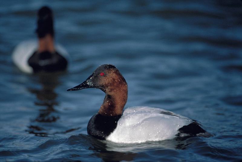 Canvasback (Aythya valisineria) {!--큰흰죽지-->; DISPLAY FULL IMAGE.