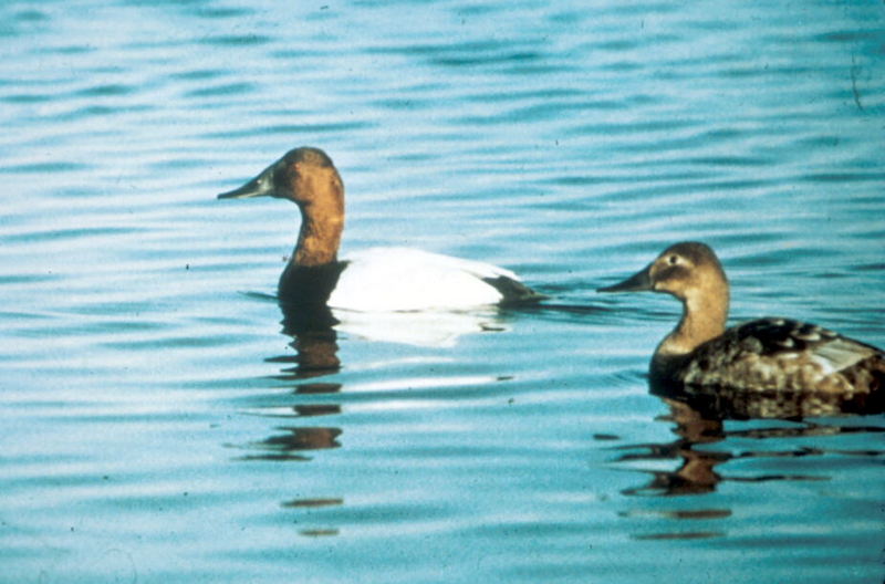 Canvasback ducks (Aythya valisineria) {!--큰흰죽지-->; DISPLAY FULL IMAGE.