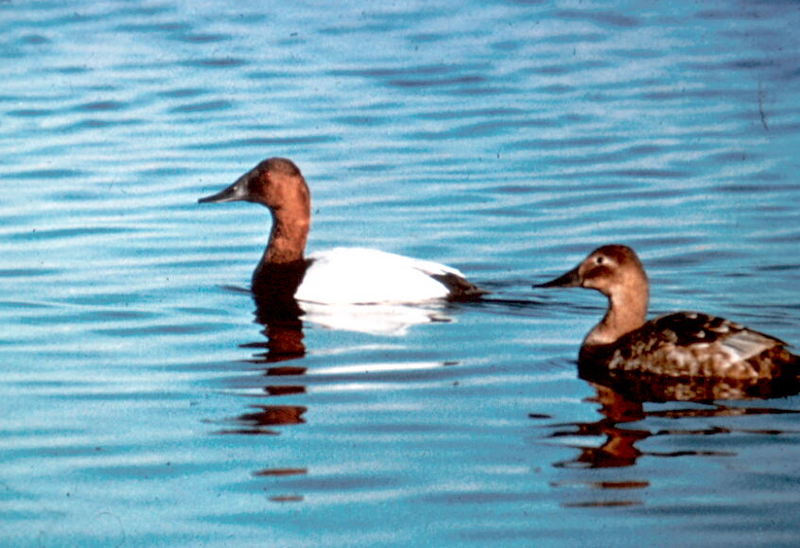 Canvasback pair (Aythya valisineria) {!--큰흰죽지-->; DISPLAY FULL IMAGE.