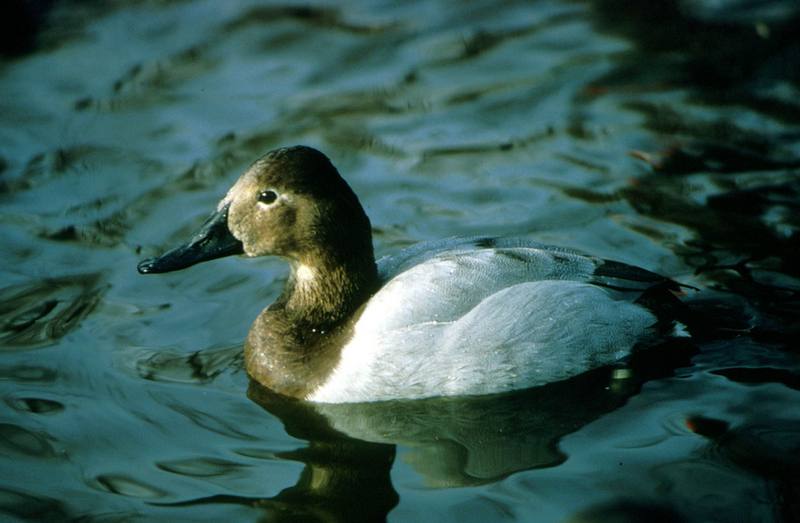 Canvasback Duck (Aythya valisineria) {!--큰흰죽지-->; DISPLAY FULL IMAGE.