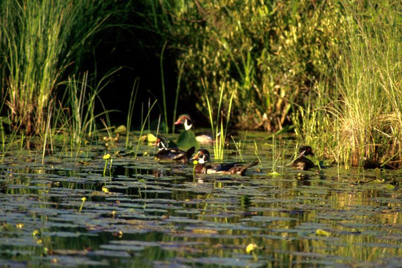 Wood Duck flock (Aix sponsa) {!--아메리카원앙-->; DISPLAY FULL IMAGE.