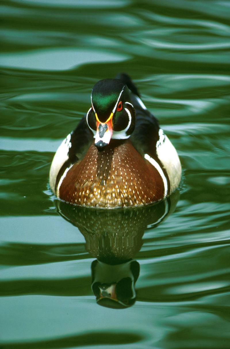 Wood Duck (Aix sponsa) {!--아메리카원앙-->; DISPLAY FULL IMAGE.