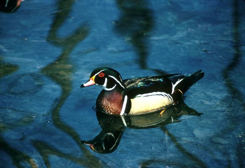 Wood Duck (Aix sponsa) {!--아메리카원앙-->; DISPLAY FULL IMAGE.