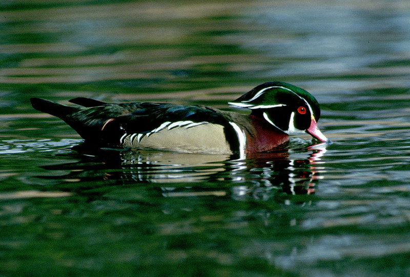 Wood Duck (Aix sponsa) {!--아메리카원앙-->; DISPLAY FULL IMAGE.