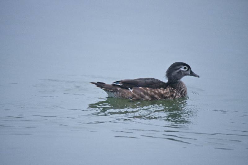Wood Duck (Aix sponsa) {!--아메리카원앙-->; DISPLAY FULL IMAGE.