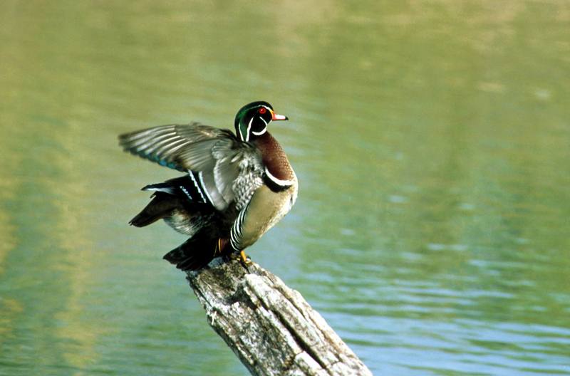 Wood Duck (Aix sponsa) {!--아메리카원앙-->; DISPLAY FULL IMAGE.