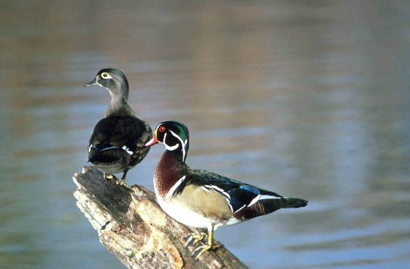 Wood Ducks (Aix sponsa) {!--아메리카원앙-->; DISPLAY FULL IMAGE.