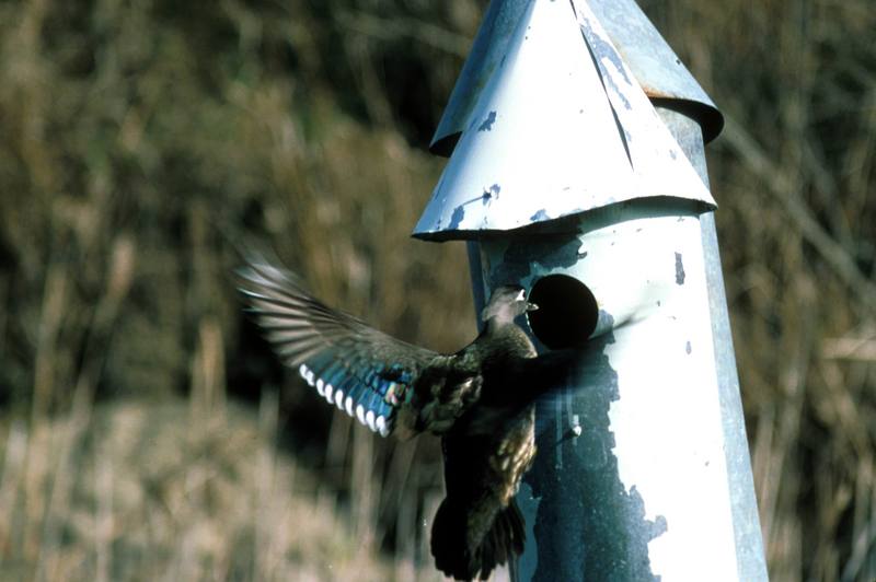 Wood Duck (Aix sponsa) {!--아메리카원앙-->; DISPLAY FULL IMAGE.