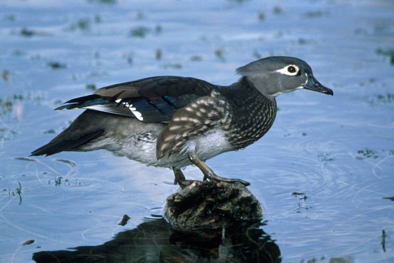 Wood Duck (Aix sponsa) {!--아메리카원앙-->; DISPLAY FULL IMAGE.