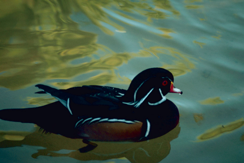 Wood Duck drake (Aix sponsa) {!--아메리카원앙-->; DISPLAY FULL IMAGE.