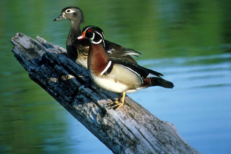 Wood Ducks (Aix sponsa) {!--아메리카원앙-->; DISPLAY FULL IMAGE.