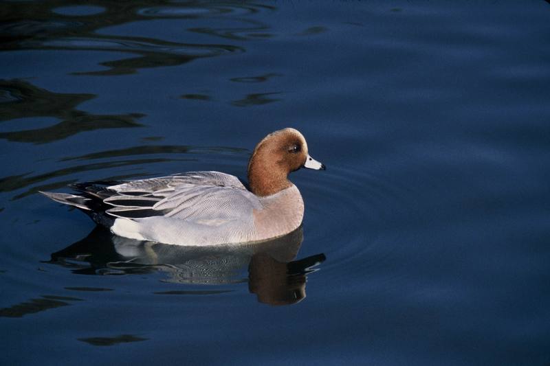 Eurasian Wigeon (Anas penelope) {!--홍머리오리-->; DISPLAY FULL IMAGE.