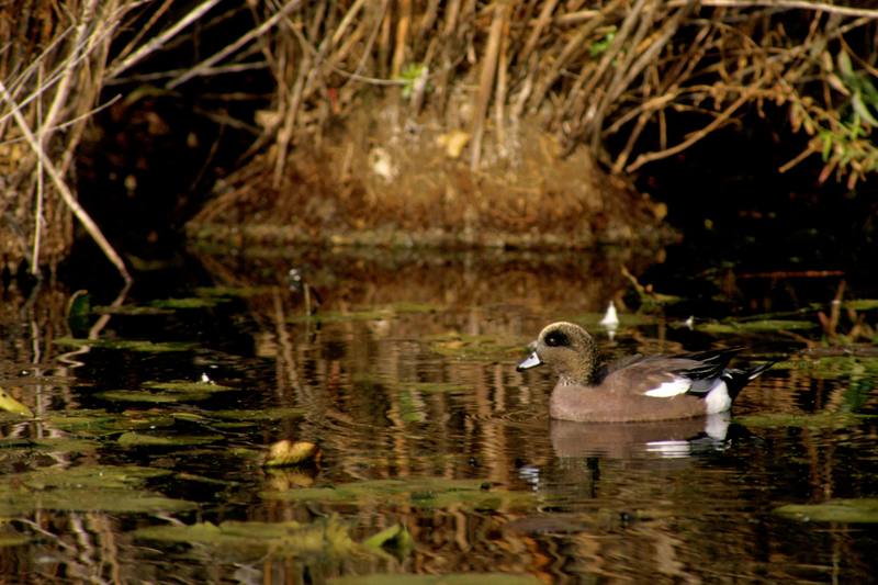 American Wigeon (Anas americana) {!--아메리카홍머리오리-->; DISPLAY FULL IMAGE.