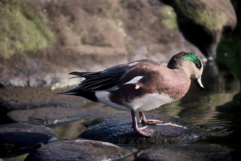 American Wigeon (Anas americana) {!--아메리카홍머리오리-->; DISPLAY FULL IMAGE.