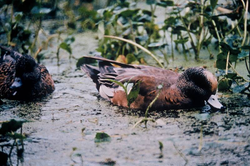 American Wigeon (Anas americana) {!--아메리카홍머리오리-->; DISPLAY FULL IMAGE.