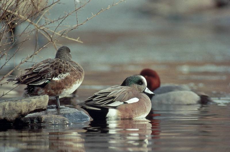 American Wigeons (Anas americana) {!--아메리카홍머리오리-->; DISPLAY FULL IMAGE.