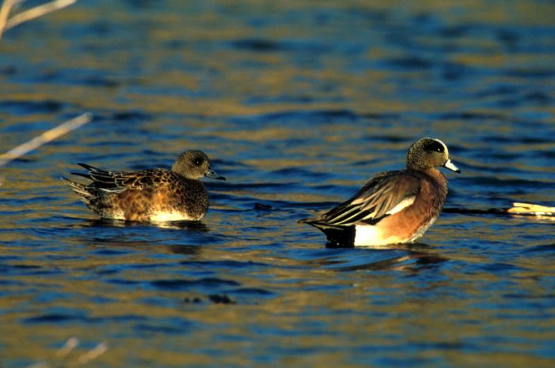 American Wigeons (Anas americana) {!--아메리카홍머리오리-->; DISPLAY FULL IMAGE.