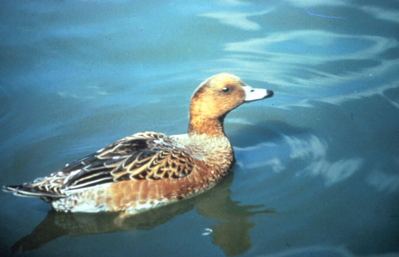 Eurasian Wigeon (Anas penelope) {!--홍머리오리-->; DISPLAY FULL IMAGE.