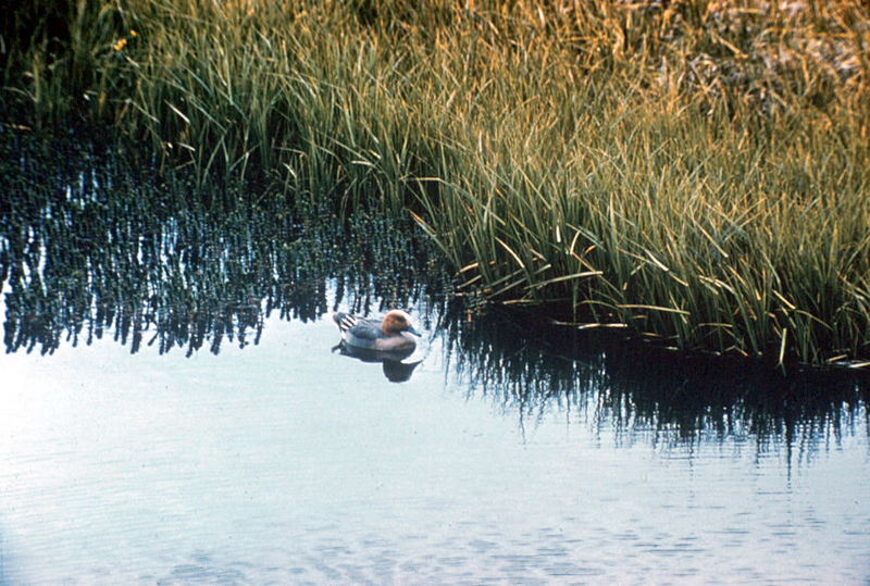 Eurasian Wigeon (Anas penelope) {!--홍머리오리-->; DISPLAY FULL IMAGE.