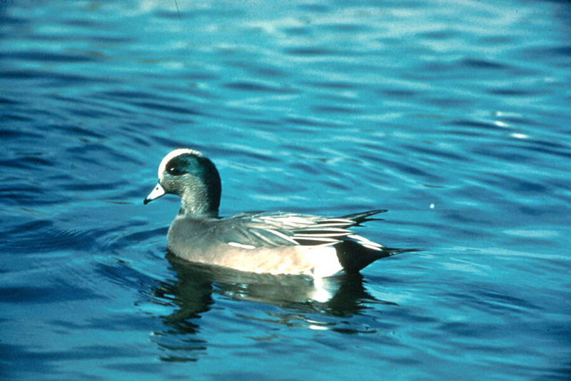 American Wigeon (Anas americana) {!--아메리카홍머리오리-->; DISPLAY FULL IMAGE.