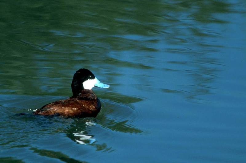 Ruddy Duck (Oxyura jamaicensis) {!--붉은세운꼬리오리-->; DISPLAY FULL IMAGE.