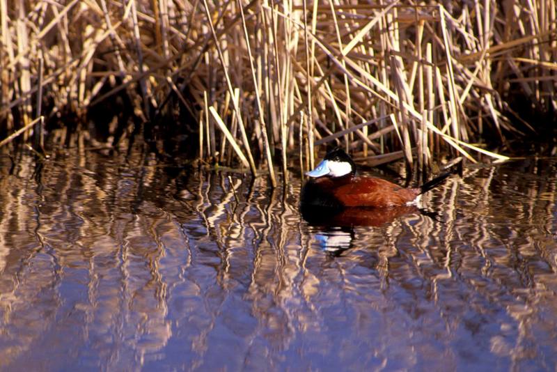 Ruddy Duck (Oxyura jamaicensis) {!--붉은세운꼬리오리-->; DISPLAY FULL IMAGE.