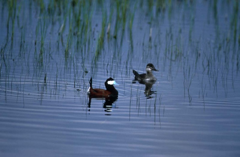 Ruddy Ducks (Oxyura jamaicensis) {!--붉은세운꼬리오리-->; DISPLAY FULL IMAGE.