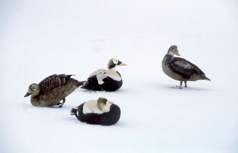 Spectacled Eider flock (Somateria fischeri) {!--안경솜털오리-->; DISPLAY FULL IMAGE.