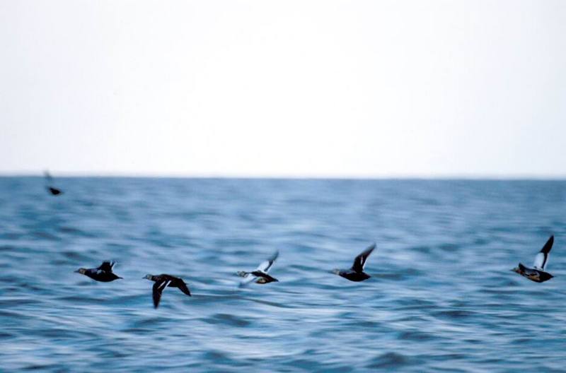 Spectacled Eider flock in flight (Somateria fischeri) {!--안경솜털오리-->; DISPLAY FULL IMAGE.