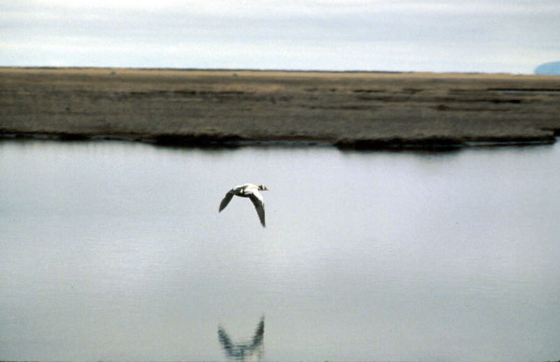 Spectacled Eider in flight (Somateria fischeri) {!--안경솜털오리-->; DISPLAY FULL IMAGE.