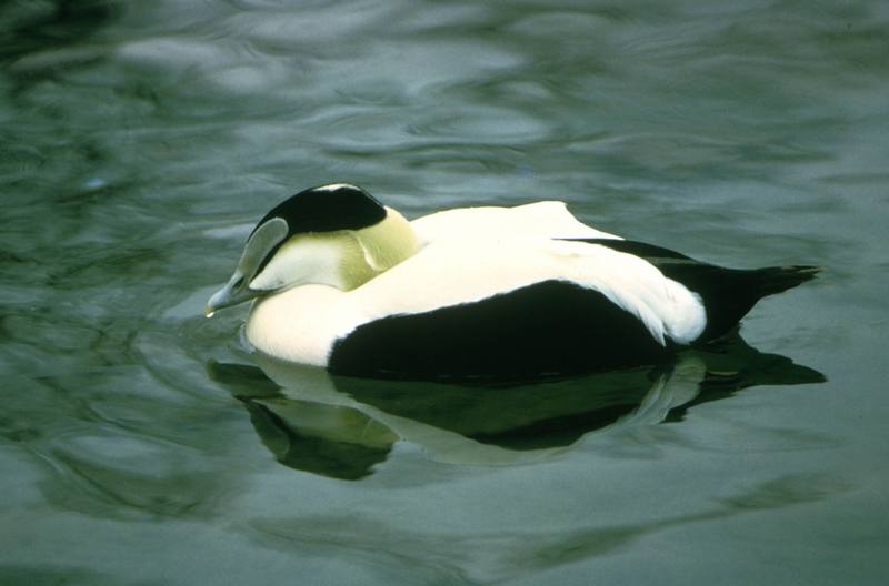 Common Eider drake (Somateria mollissima) {!--솜털오리-->; DISPLAY FULL IMAGE.