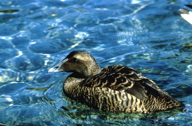 Common Eider female (Somateria mollissima) {!--솜털오리-->; DISPLAY FULL IMAGE.